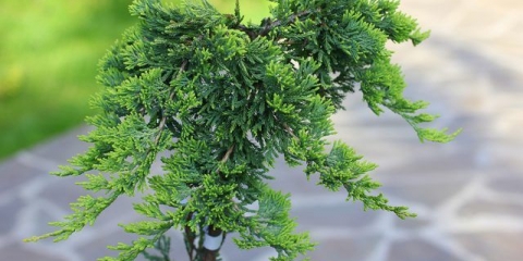 Smreka ljuskava: plava šveđanka, zlatni plamen, mala joanna